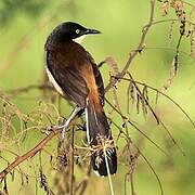 Black-capped Donacobius