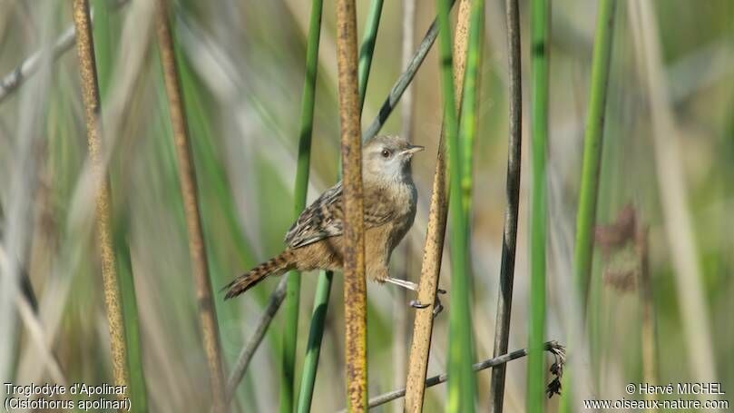 Apolinar's Wren