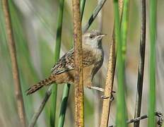 Apolinar's Wren