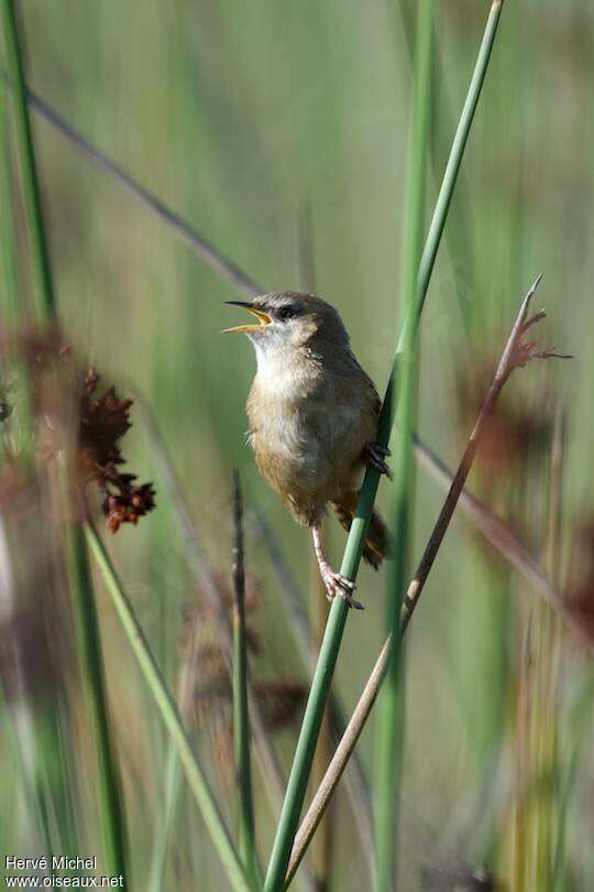 Apolinar's Wrenadult, song