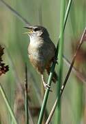 Apolinar's Wren