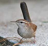 Troglodyte de Bewick