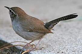 Bewick's Wren