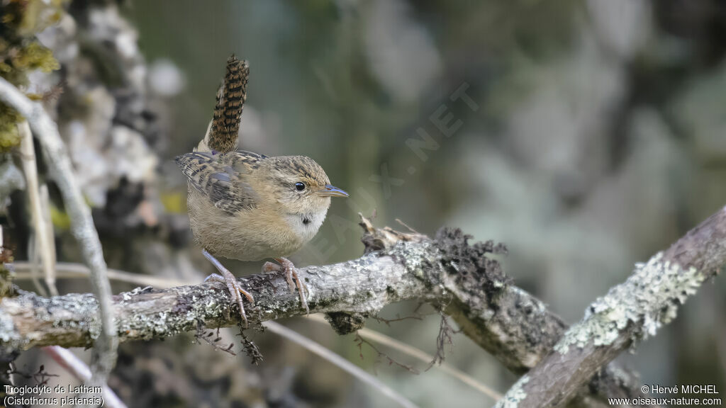 Grass Wren