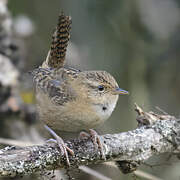 Grass Wren