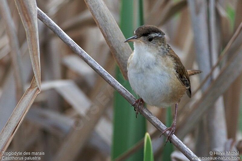 Marsh Wren male adult breeding