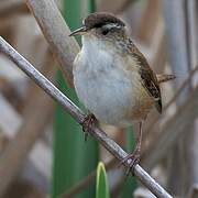 Marsh Wren