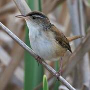 Marsh Wren