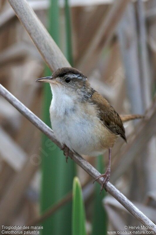 Marsh Wren male adult breeding