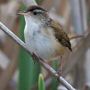 Marsh Wren