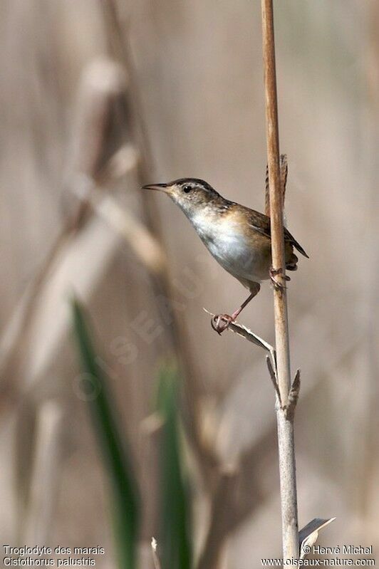 Marsh Wren male adult breeding