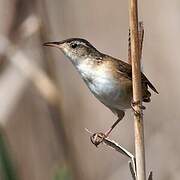 Marsh Wren