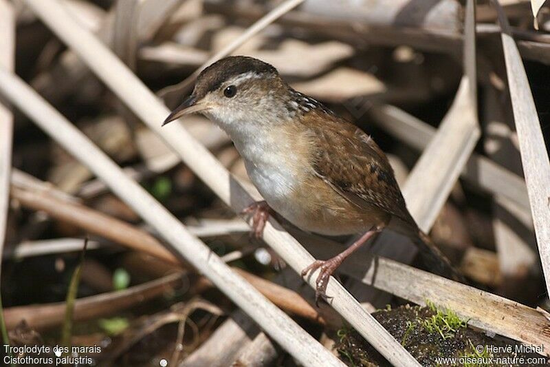 Marsh Wren male adult breeding