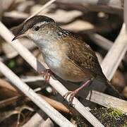 Marsh Wren