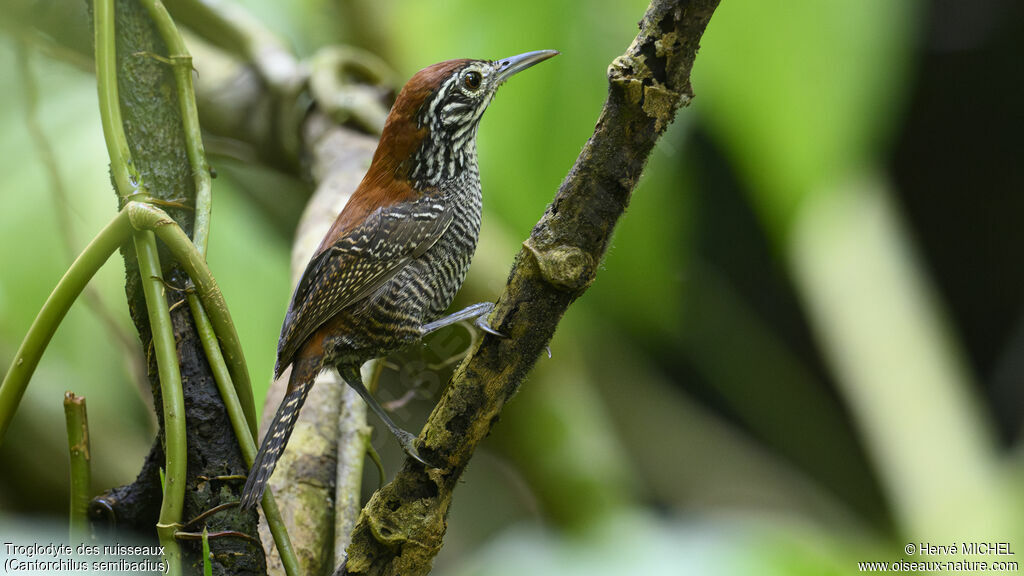 Riverside Wren