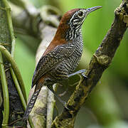 Riverside Wren