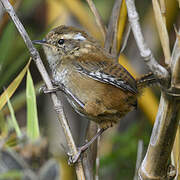 Timberline Wren