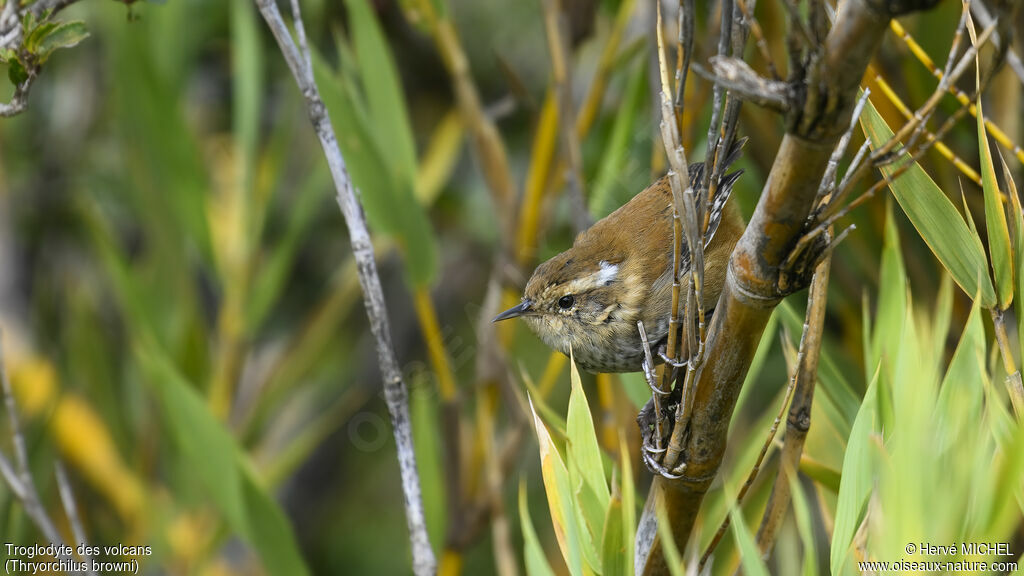 Timberline Wren