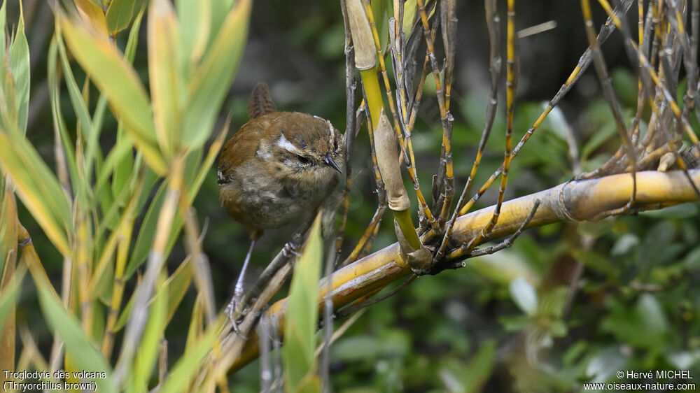 Timberline Wren