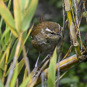 Timberline Wren