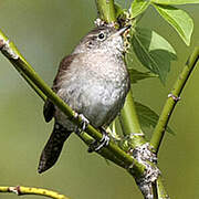 House Wren