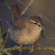 Eurasian Wren