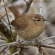 Eurasian Wren