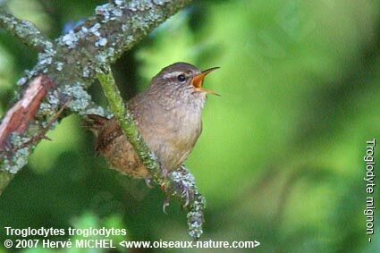 Troglodyte mignon mâle adulte nuptial