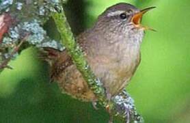 Eurasian Wren