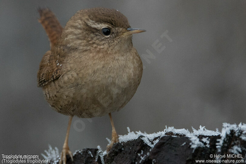 Eurasian Wren