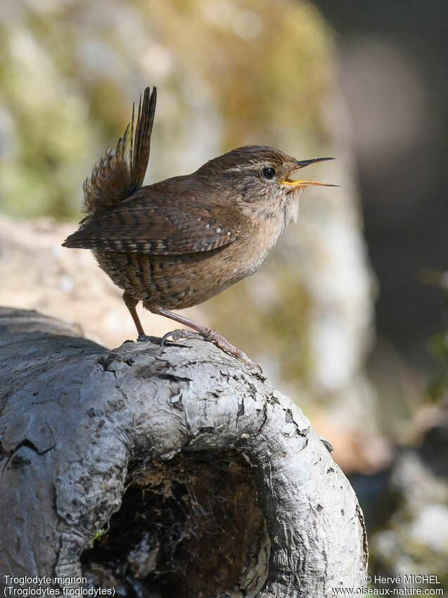 Eurasian Wren male adult breeding