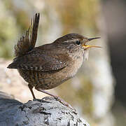 Eurasian Wren