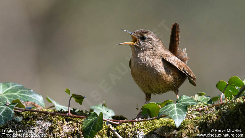 Eurasian Wren male adult breeding