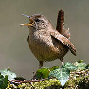 Eurasian Wren