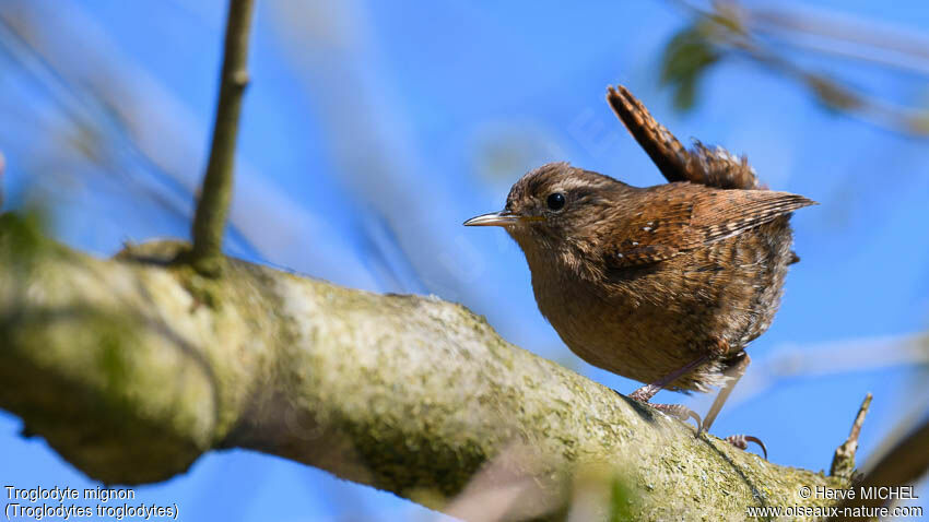 Eurasian Wren male adult breeding