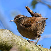 Eurasian Wren