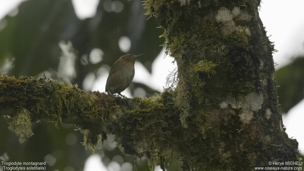 Troglodyte montagnard