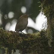 Mountain Wren