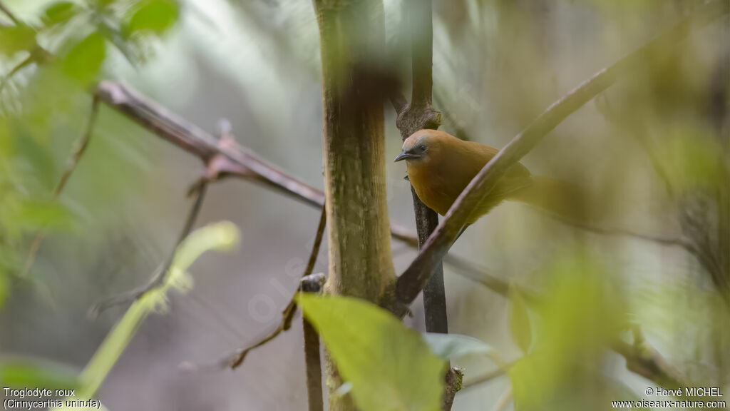 Rufous Wren