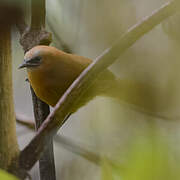 Rufous Wren