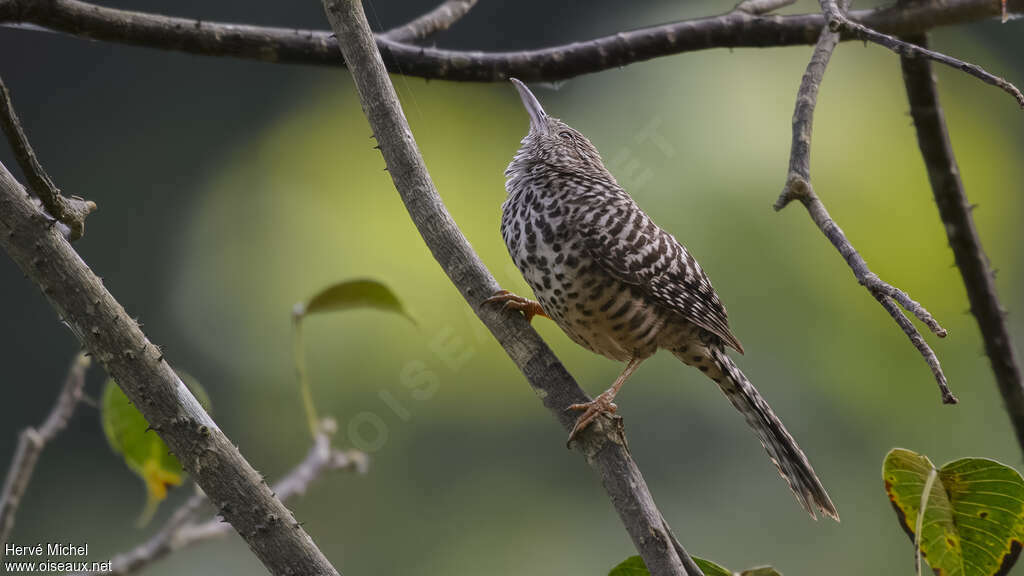 Band-backed Wrenadult