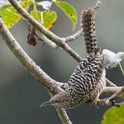 Band-backed Wren