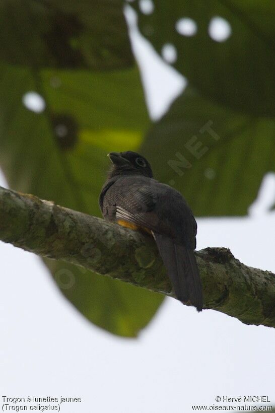 Trogon à lunettes jaunes