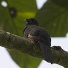 Trogon à lunettes jaunes