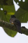 Gartered Trogon