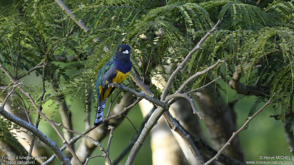 Trogon à lunettes jaunes