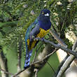 Trogon à lunettes jaunes