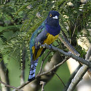 Gartered Trogon