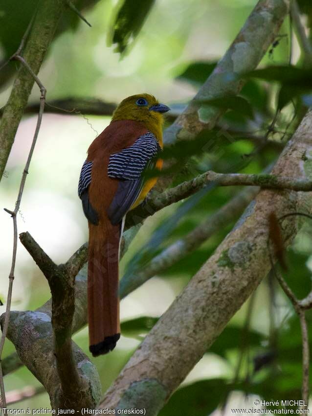 Trogon à poitrine jaune mâle adulte