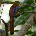 Trogon à poitrine jaune
